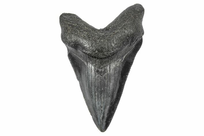 Serrated, Juvenile Megalodon Tooth - South Carolina #340509